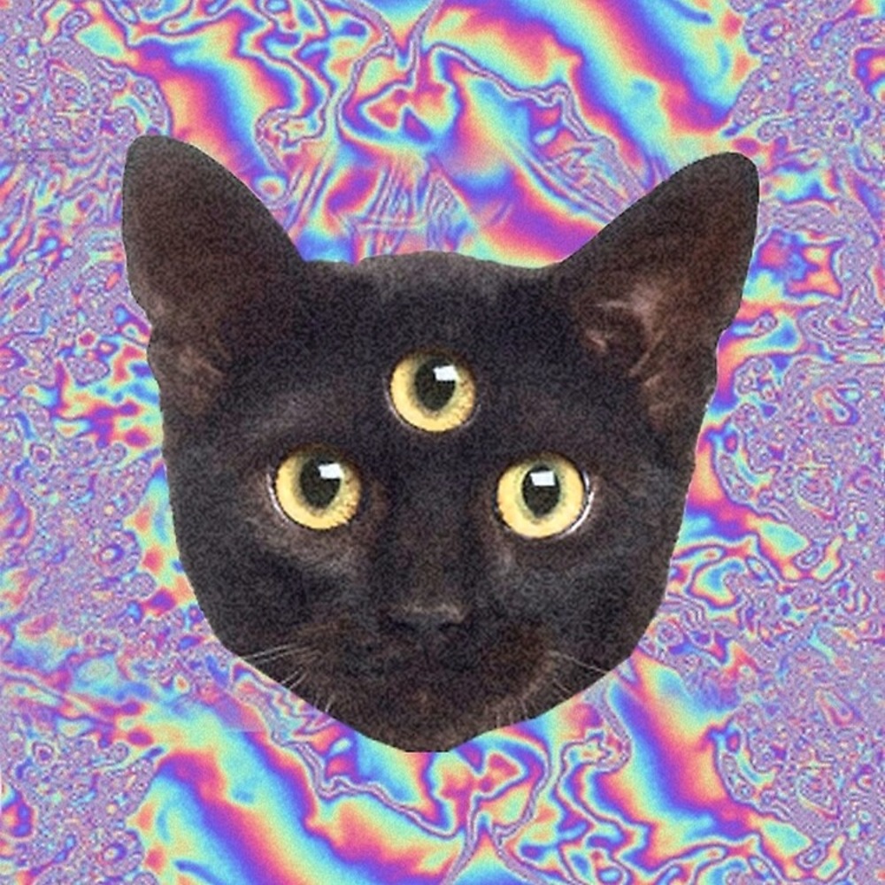 Meet your Posher, Rylie